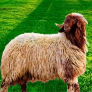 ذبيحة نعيمي هرفي (وسط)