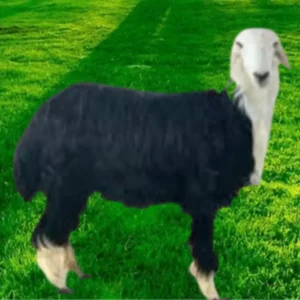 نجدي هرفي (صغير)