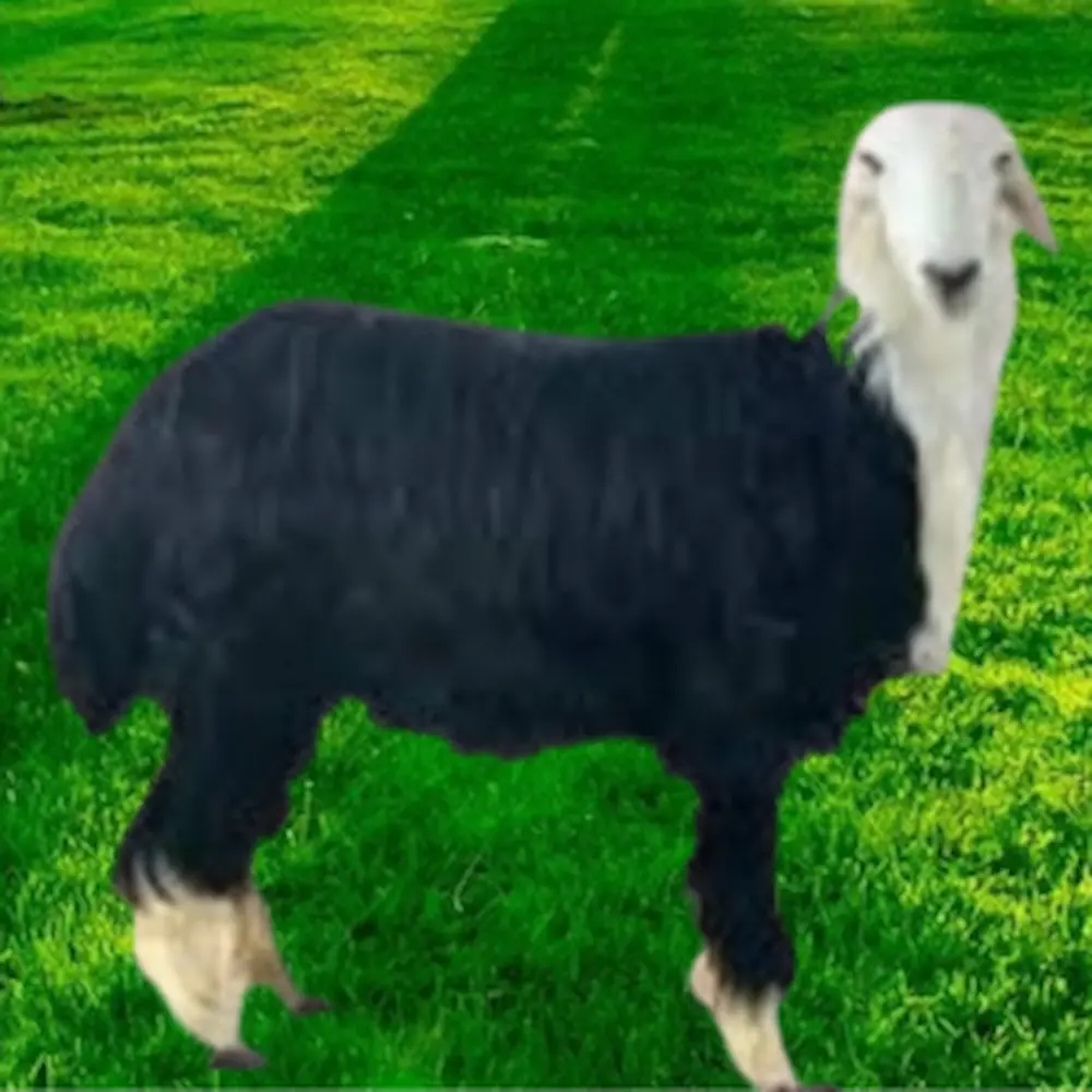 خروف نجدي هرفي صغير لباني طازج - متجر ذبائح الوليمة الرياض 2026