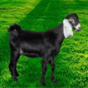 تيس بلدي (وسط)