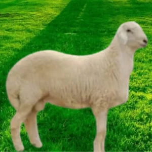 ذبيحة حري جذع (وسط)