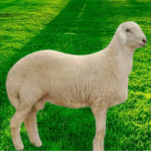 ذبيحة عقيقة حري