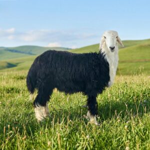 خروف نجدي جذع وسط فاخر بلدي طازج - متجر ذبائح الوليمة الرياض 2026