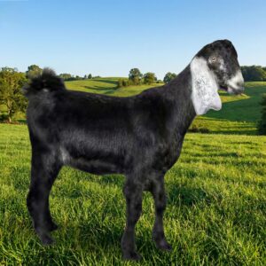 تيس بلدي لباني فاخر طازج - متجر ذبائح الوليمة الرياض 2026