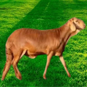 سواكني تربية (وسط)