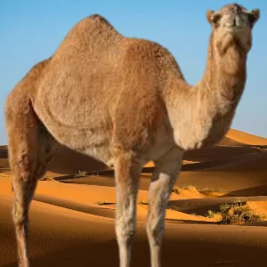 حاشي لباني طازج