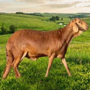 خروف سواكني تربية وسط فاخر طازج - متجر ذبائح الوليمة الرياض 2026